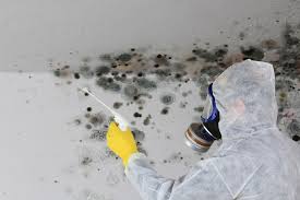 Why You Should Choose Our Mold Remediation Services in Burnettown, SC